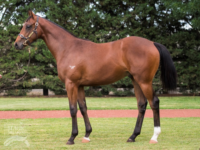 Starsonic at 2018 Gold Coast Yearling Sale