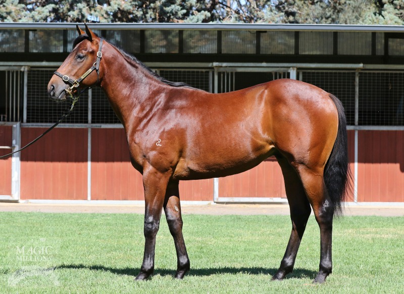 Hit The Rim at 2018 Gold Coast Yearling Sale