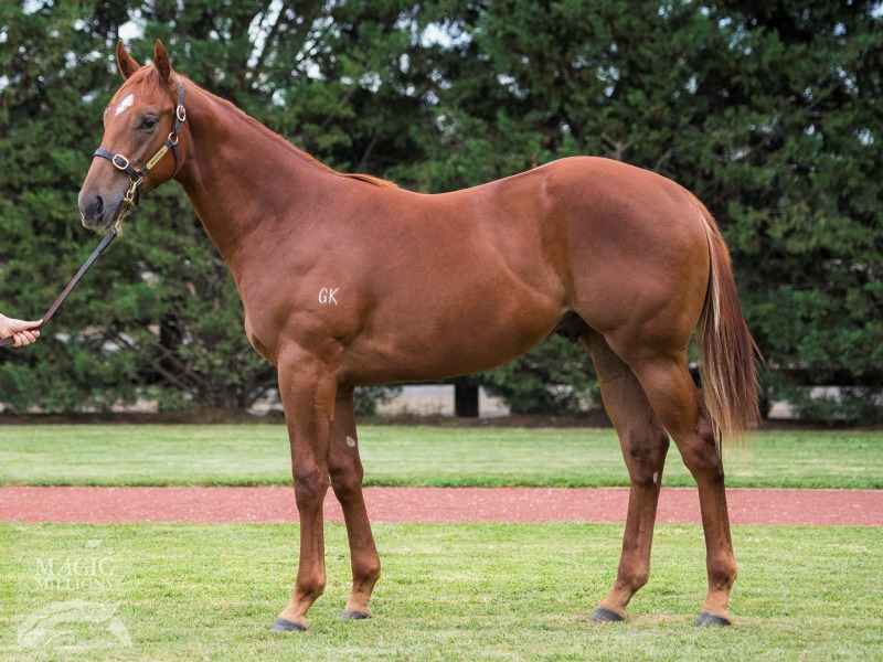 Ferus at 2018 Gold Coast Yearling Sale