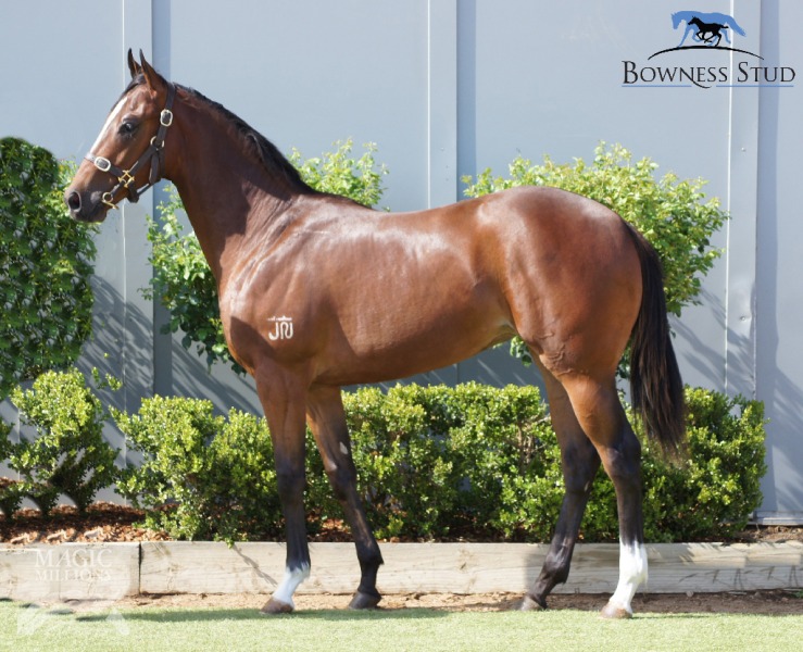 Salina Dreaming Thoroughbred Horse Profile Next Race, Form, Stats